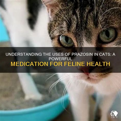 Prazosin for Cats: Its Uses and Benefits